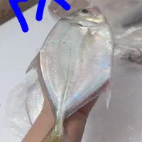 انواع ماهی موجود