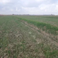 ۳۰۰۰ متر زمین با آب و برق و سند|فروش دفتر صنعتی، کشاورزی، تجاری|رامشه, |دیوار