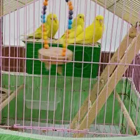 مرغ عشق همراه باقفس