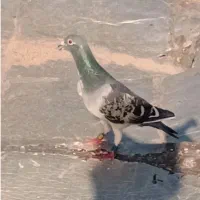 کبوتر پلاکی اصل