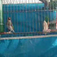 یه جفت سهره آماده و مست .دورگ زاغ .جوجه قفس.