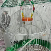 عروس هلندی|پرنده|اسالم, |دیوار