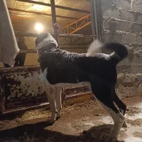 واگذاری سگ ادمی گوسفندی