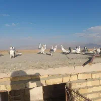 کبوتر پرشی|پرنده|اسفراین, |دیوار