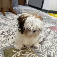 سگ شیتزو فلت|سگ|تهران, یافت‌آباد|دیوار