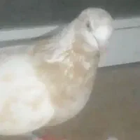 کفتر گمشده  مژدگانی داره