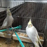 عروس هلندی خونگی|پرنده|خمینی‌شهر, |دیوار