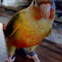 گرینجیک پرنده ای از نژاد طوطی