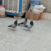 پرنده|پرنده|قم, ولیعصر|دیوار