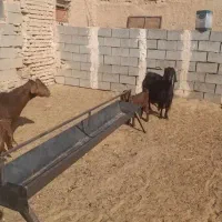 ۴ راس بز جملی