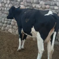 گاو ماده شیری فروشی