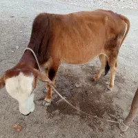 گاو