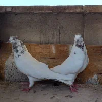 کفتر  دوتا ماده|پرنده|ری, ولی آباد|دیوار