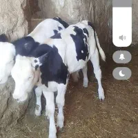گاو|حیوانات مزرعه|سده (خراسان جنوبی), |دیوار