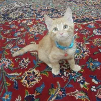 واگذاری گربه DSH