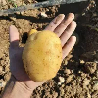 سیبزمینی|خدمات باغبانی و درختکاری|کشاورز, |دیوار