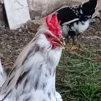 تخم مرغ نطفه داره