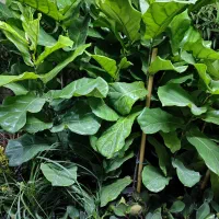 خدمات گل و کیاه