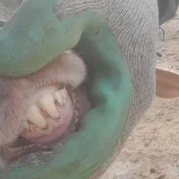 بره ماده شیشک درجه یک