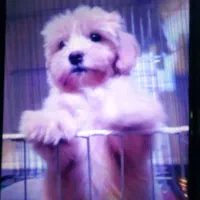 سگ پامر شیتزو