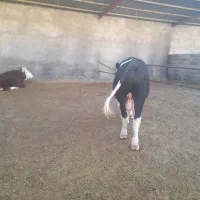 گوساله سیمینتال|حیوانات مزرعه|چرداول, |دیوار