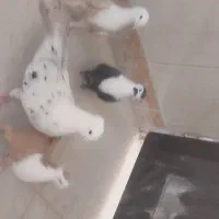 مخمل سیاه .زرد .هلی.سرور‌.فیروزاباد
