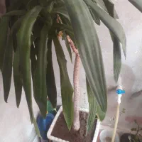 گل آپارتمانی خیلی بزرگ