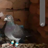 کفتر پلاکی مسافتی