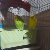 مرغ عشق با عروس هلندی|پرنده|مشکیندشت, |دیوار