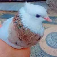 طوقی هفت رنگ