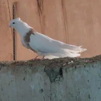 کبوتر|پرنده|کوزران, |دیوار