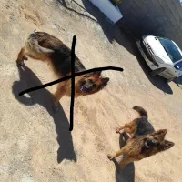 ژرمن نر کینگ جفت بیضه|سگ|شیراز, محمدیه|دیوار