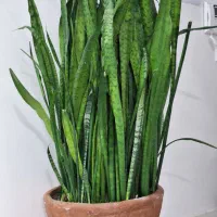 گل سانسوریا (شمشیری)