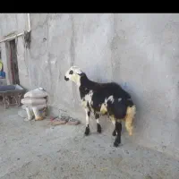 بره قوچ پوست گاوی|حیوانات مزرعه|بروجرد, |دیوار