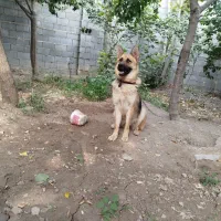 سگ ژرمن ماده لاص