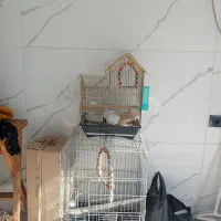 قفس مرغ عشق وطوطی|لوازم جانبی حیوانات|مرزیکلا, |دیوار