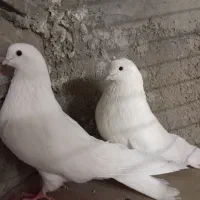 کبوتر زینتی