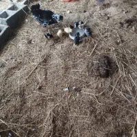 جوجه گلین و جوجه اردک محلی کرچ شو|حیوانات مزرعه|فومن, |دیوار