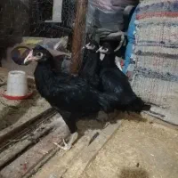 توجه توجه