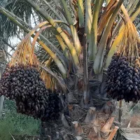 کنه زدن نخل