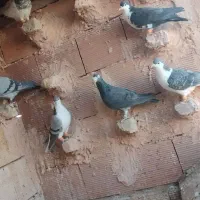 13کفتر بوم|پرنده|سبزوار, کراب|دیوار