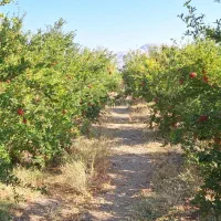 اجاره باغ انار|اجارهٔ دفتر صنعتی، کشاورزی، تجاری|دهاقان, |دیوار