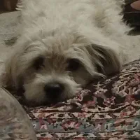 سگ پاکوتاه|سگ|شهرکرد, |دیوار