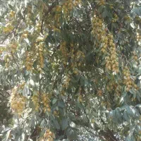 بلوط اتریپلکس درخت همیشه سبز گل طاووسی نهال سنجد