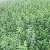 یونجه پرس