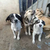 واگذا ی رایگان توله های بومی