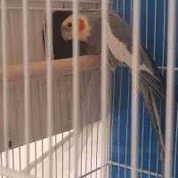 جفت عروس هلندی مولد