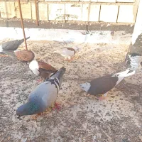 انواع کله سفید و سیاه و طوق و..