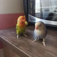 طوطی برزیلی