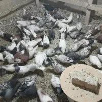 ۸۰عددکبوتر  خوب سالم